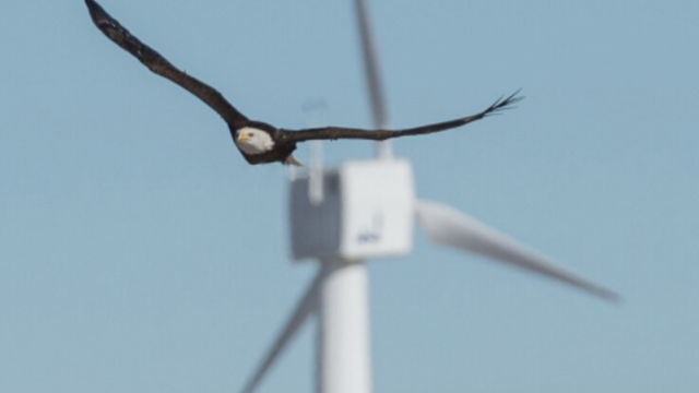 Eagle-Turbine-Fatalities-2-for-web.png 