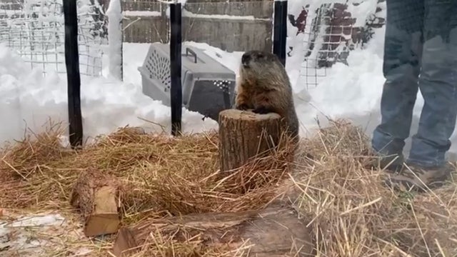 groundhog-g.jpg 