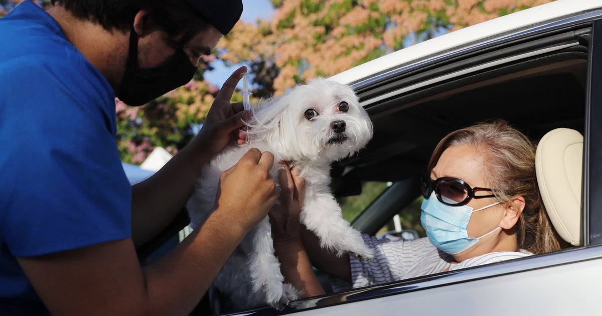 Animals Unlikely To Spread COVID 19 To Humans But Precautions Can Help 