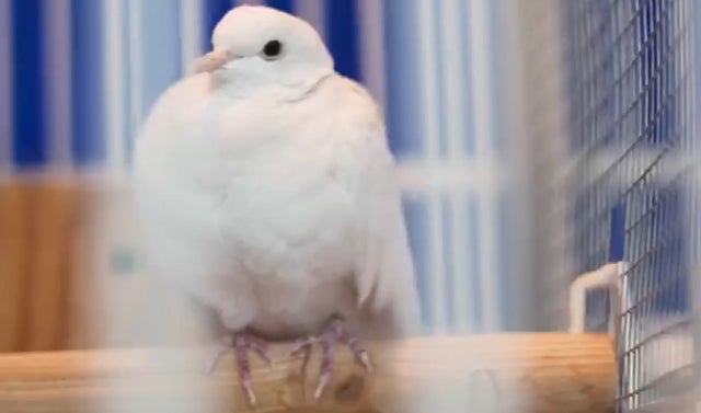 Prince Dove Divinity 