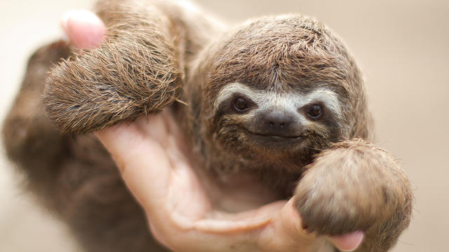 sloth.jpg 