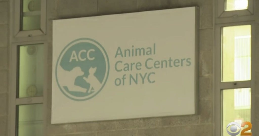 Manhattan Animal Care Center Finds Foster Homes For All Animals After