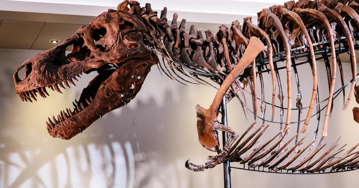 Traveling Exhibit 'SUE: The T. rex Experience' Coming To Denver Museum ...