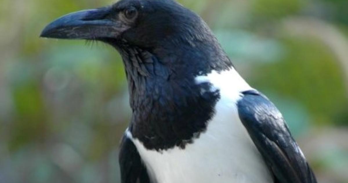 Dallas Zoo Needs Help Finding Crow That Flew Away During Training Session -  CBS Texas
