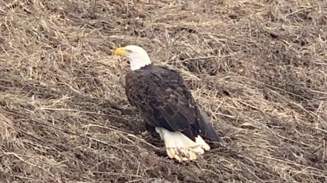 Injured-Bald-Eagle-Harford-County-Sheriffs-Office.jpg 