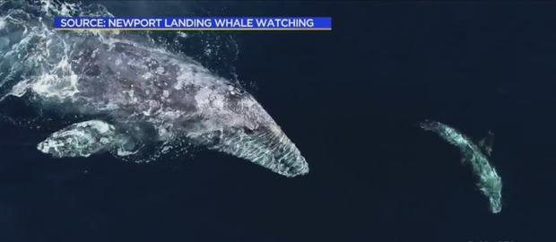Rare Sight: Whales And Dolphins Mingle Off Catalina Island 