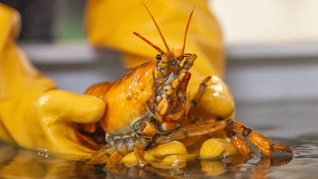 yellow-lobster-maine.jpg 