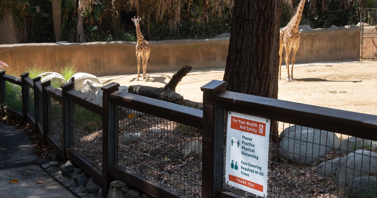LA Zoo To Reopen In MidFebruary CBS Los Angeles