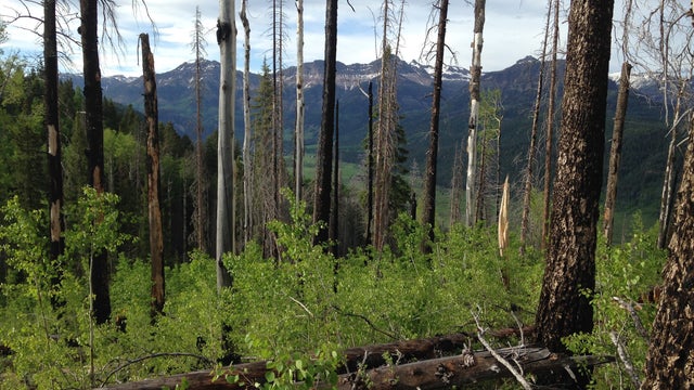 CU-Wildfire-Recovery-1-recovering-forest-in-San-Juan-range-credit-Robert-Andrus.jpg 
