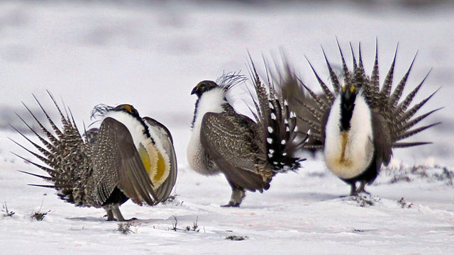 Sage Grouse Energy Leases 