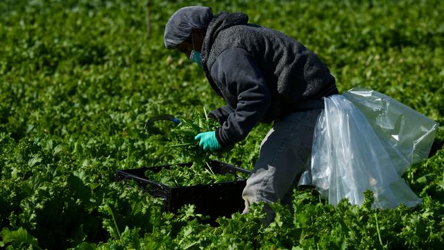 farm-worker.jpg 