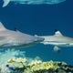 911 call reveals frantic moments after 8-year-old boy bitten by shark off Key Largo 