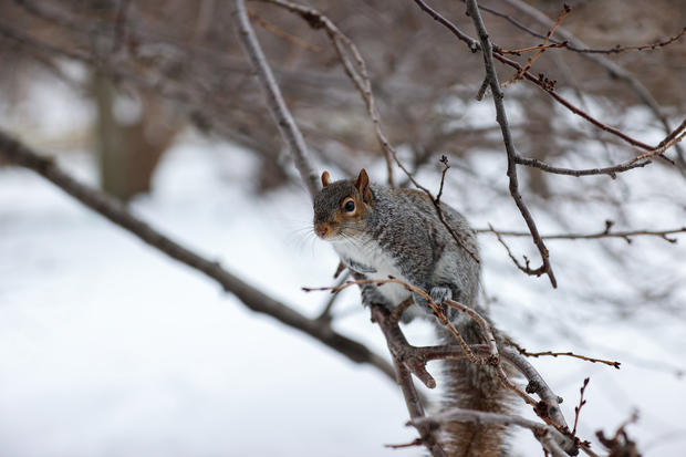 Squirrel in Winter 