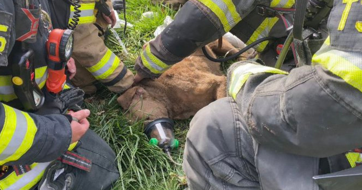Firefighters Rescue Dog From House Fire In Orangevale - Good Day Sacramento