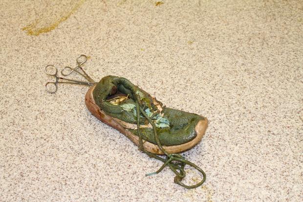 UF Crocodile Surgery Shoe 