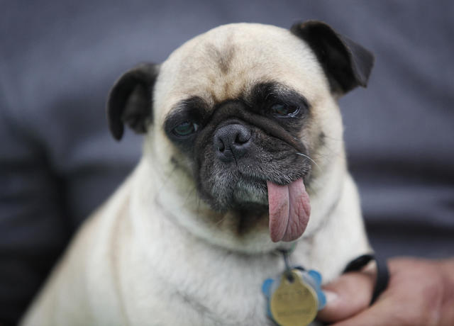 Dog - Chinese Pug - sticking tongue out wearing sunglasses Digital