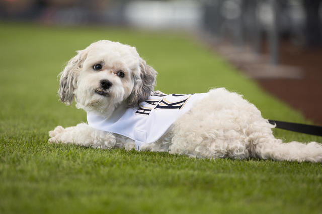 Miller Park hot dog: Hebrew National is the new dog in Milwaukee