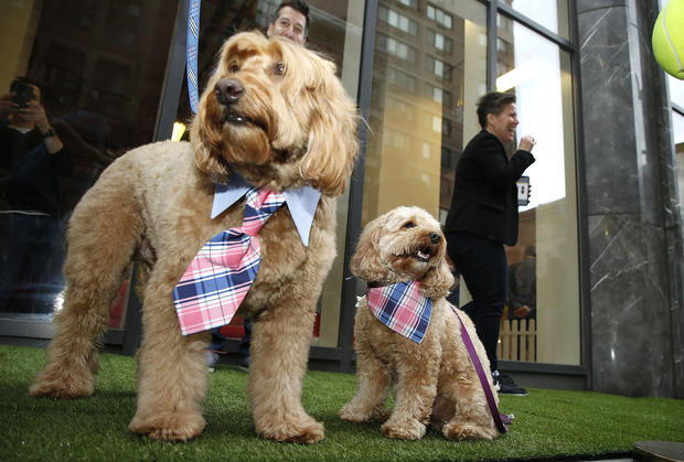 Dogville Launches Interactive Pop-Up For Pups In New York City 