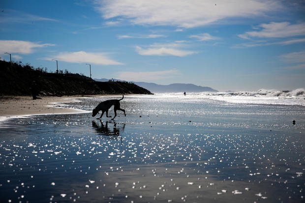 A dog named Lola walks through the water at Ocean Beach in San Francisco, California, on Tuesday, Feb. 14, 2017. 