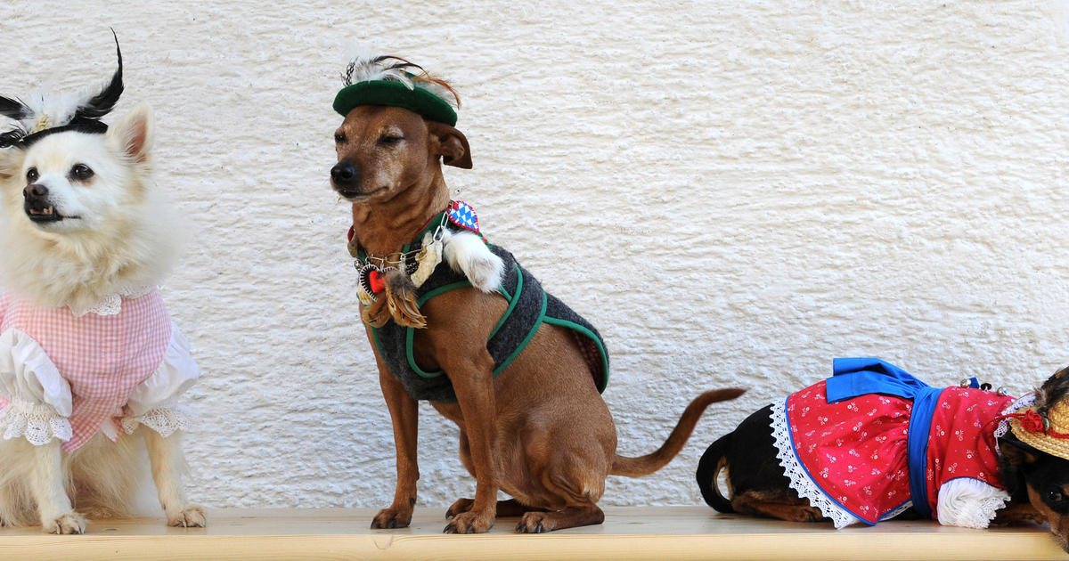 Corgi Rosie - Rosie the riveter, dog, dogs, dog costume, cute dog