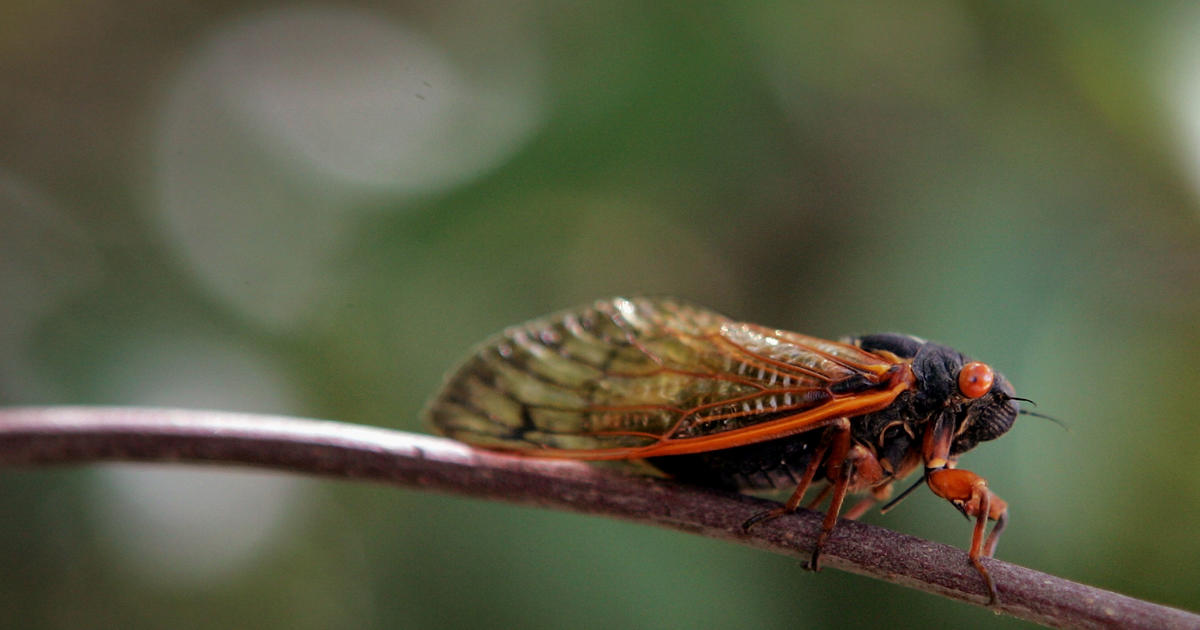 Cycle Of Life Maryland Set To See Cicadas ReEmerge This Year CBS