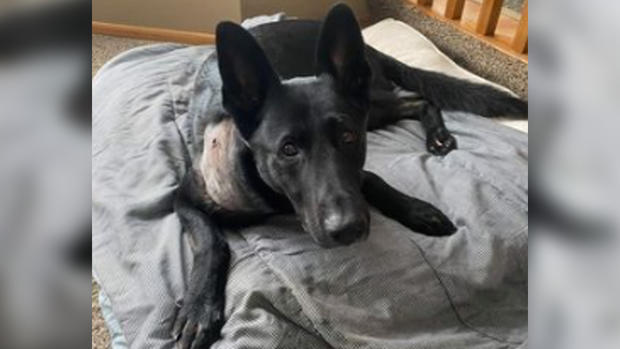 K-9 Bravo Recovering At Home 