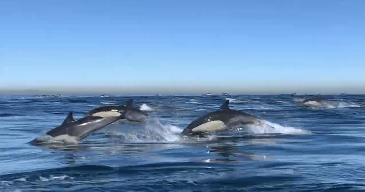 Dolphin Stampede in Southern California