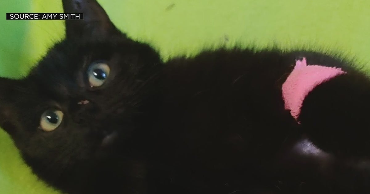 Cat Claws Her Way Back After Shooting In Modesto - CBS Sacramento