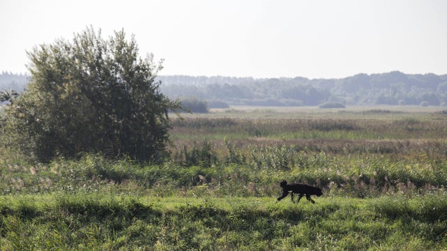 Black dog is walking over a forest road alone, colorful nature landscape 