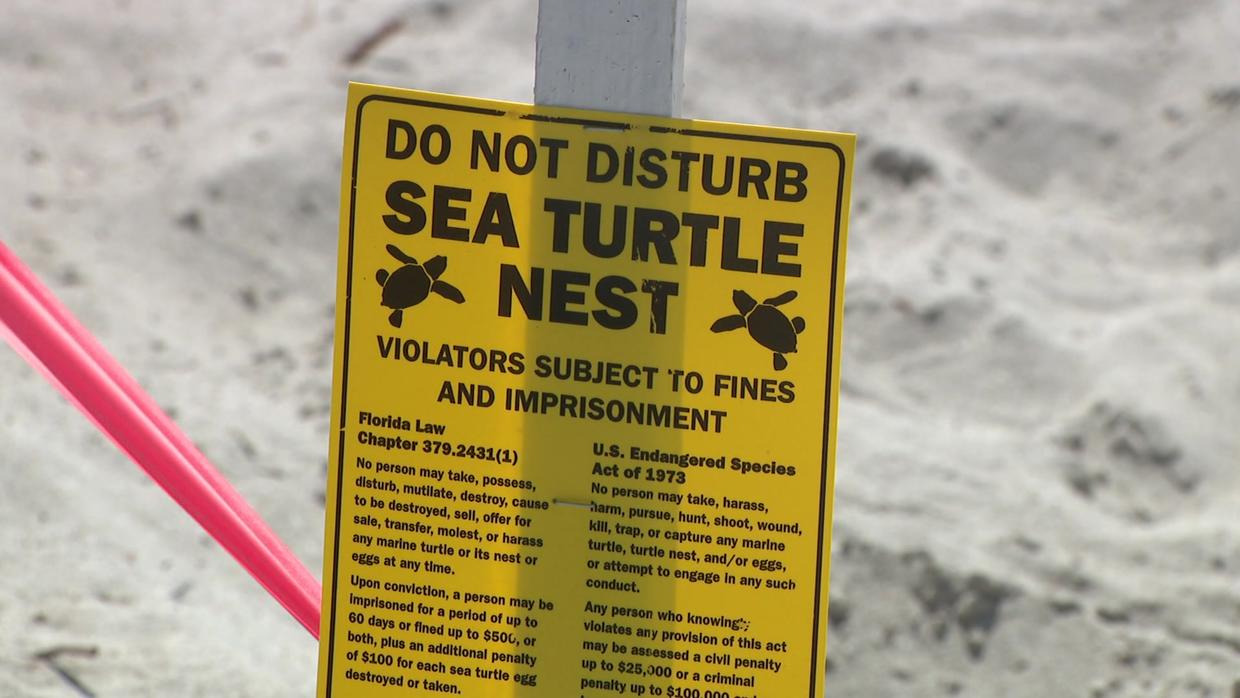 Sea Turtle Nesting Season Begins March 1 In Broward County CBS Miami