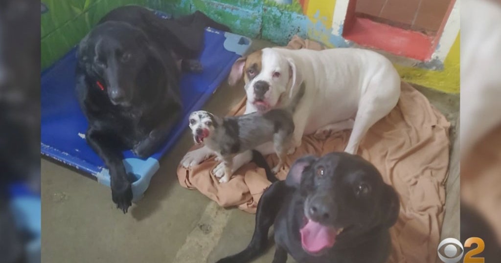 4 Dogs On Long Island Need New Home After Owners Die Of COVID19 CBS