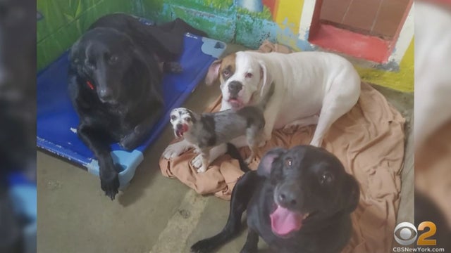 dogs.jpg 