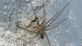 A Mediterranean recluse spider embalmed in water during the 