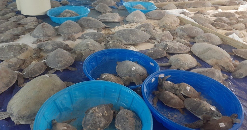 Thousands Of Sea Turtles Rescued In Texas Being Returned To The Sea ...
