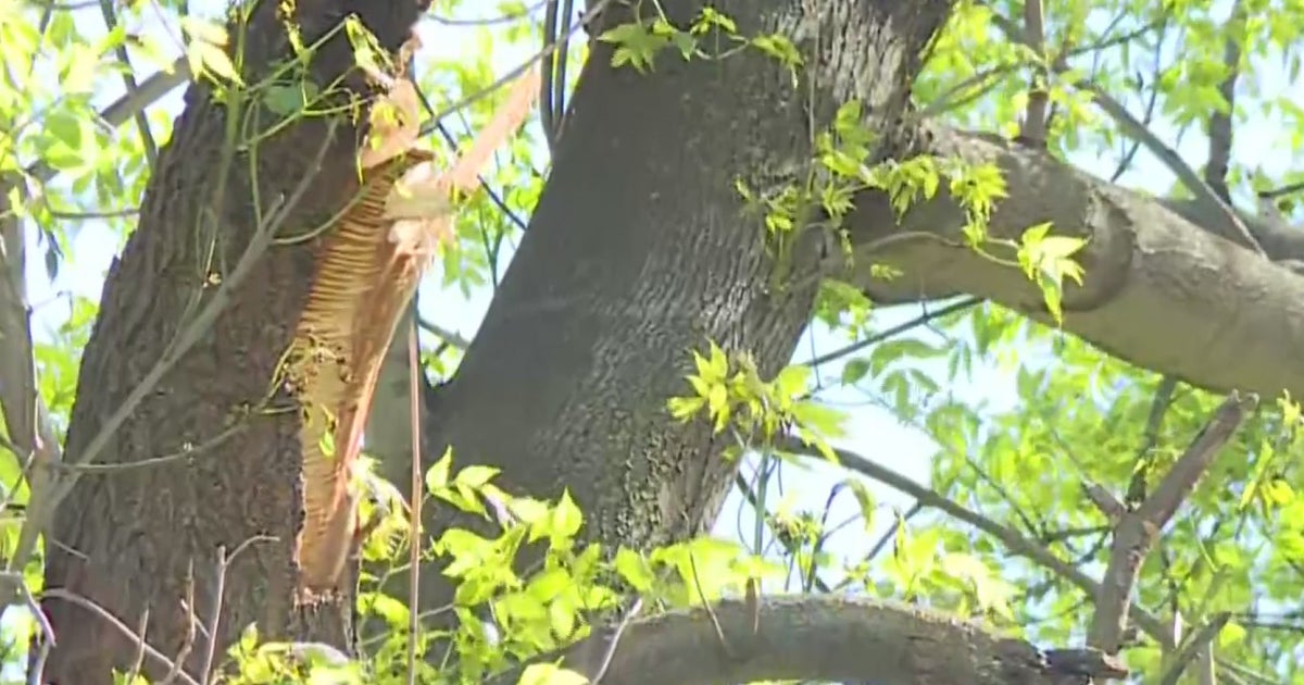 Cause For Concern: Arborist Says Davis Tree That Killed Woman Looked To ...