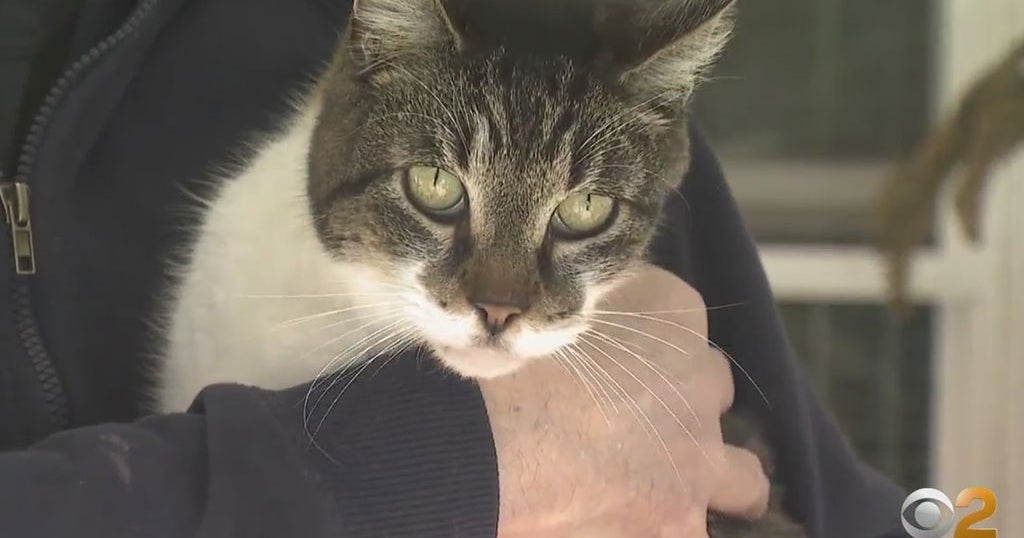 Missing Cat Finds His Way Back To Long Island Home After Being Lost For ...