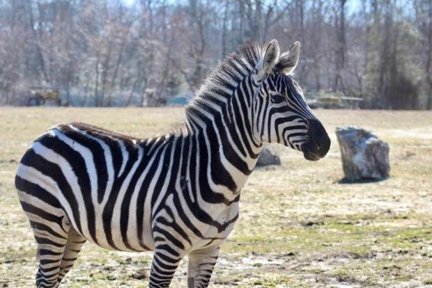 Zoo - Zebra Lydia 