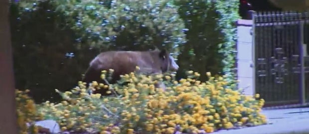 Bear Spotted Meandering Through Eagle Rock Neighborhood 