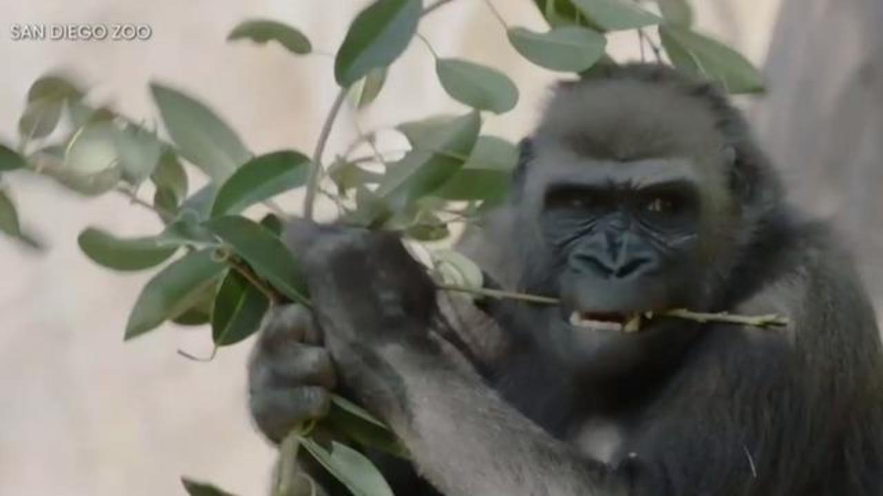 Great apes at San Diego Zoo get animal version of COVID-19 vaccine - CBS  News