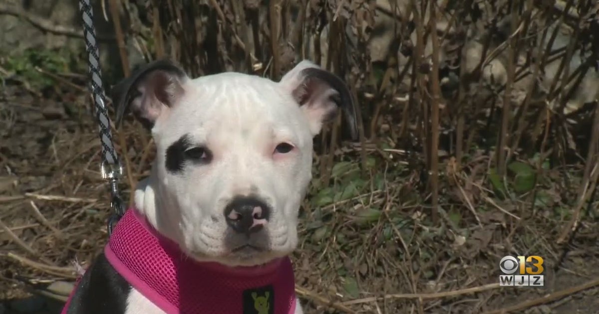 Puppy Stolen From Backyard At Northwest Baltimore Home Returned To ...
