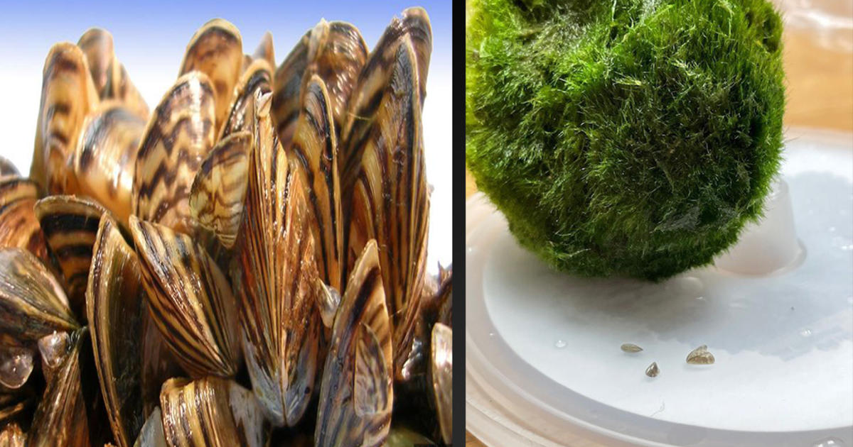 UPDATE to Consumer Alert: Aquarium Moss Balls May Contain Invasive Zebra  Mussels - N.C. Wildlife Resources Commission