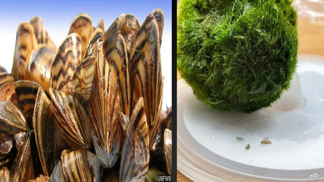 Marimo moss balls sold at pet stores have been found to be contaminated  with Zebra mussels.