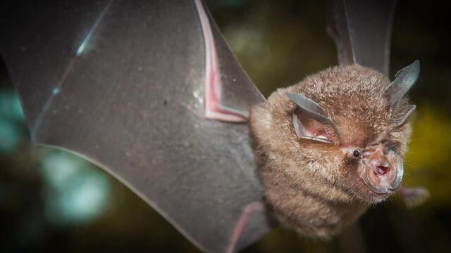 batcloseup1920-662318-640x360.jpg 