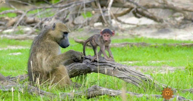 Nature: Baboons in Botswana - CBS News