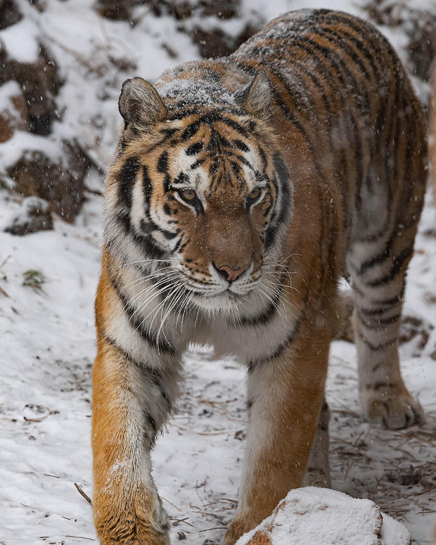 CMZoo Amur Tiger Savelii 4 