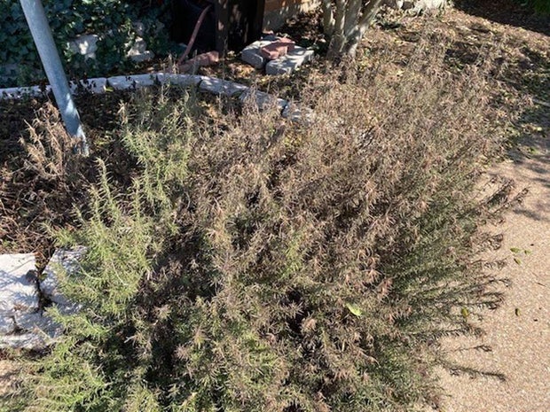 Jeff Ray Gardening 101 story 