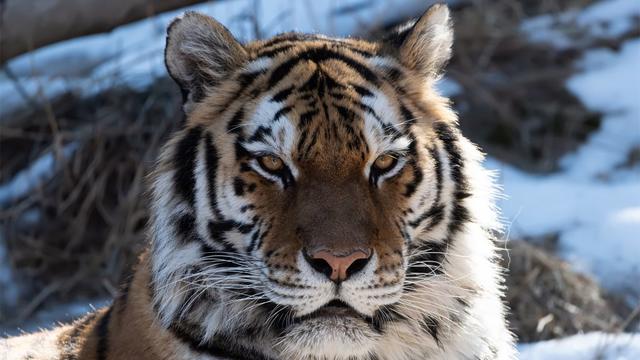 CMZoo-Amur-Tiger-Savelii-3-e1615238125525.jpg 