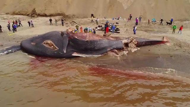 0528-cbsnews-deadwhale-1324645-640x360.jpg 