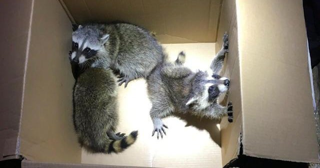 Raccoons crash through family's apartment ceiling - CBS News