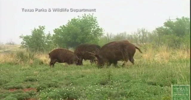 Wild hog population explosion causing problems in Texas CBS News